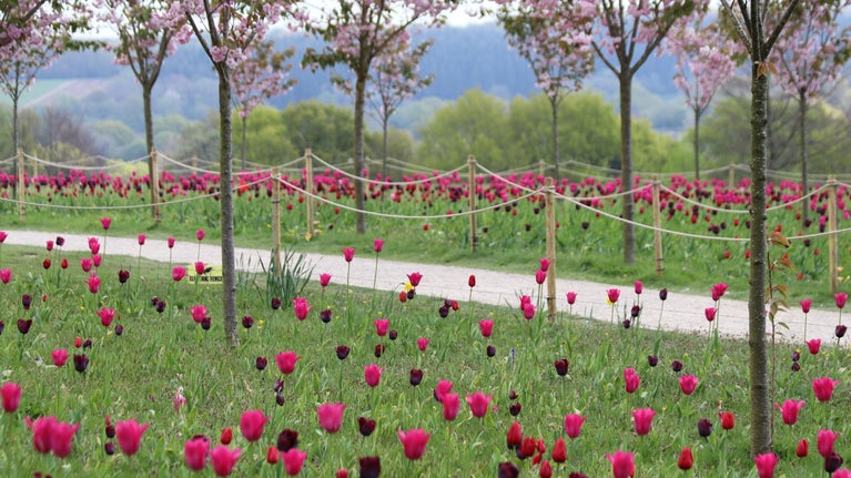Cherry blossom trees underplanted with tulips on the meadow at Emmetts Garden